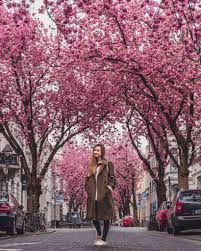 Få 24.000 endnu en spring pink blossom tree in stockvideo på 29.97 fps. Where To Enjoy The Best Of Bonn Cherry Blossom Solosophie