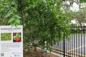 We did not find results for: Barbados Cherries Not Your Father S Cherry Bradenton Herald