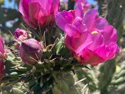 Image result for Lactuca imbricata