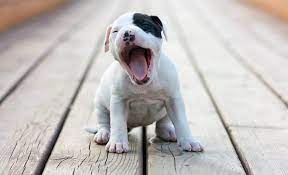 Can Dogs Get Hairballs Or Is It Just A Cat Thing