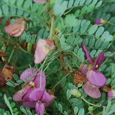 Image result for Ormocarpum trichocarpum