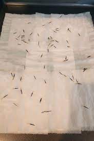 Diy Organic Seed Paper A Simple Gardening Project Seed Paper Seed Paper Diy Organic Seeds