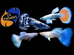 Guppy Fish Care 10 Things You Should Know About Guppies Great Beginner Fish Youtube Guppy Fish Guppy Fish Care
