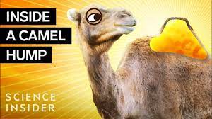 Lack of food for a long time triggers the camel's body to metabolize the fat into a form that can be used for nutrition. What S Inside A Camel Hump Youtube