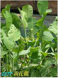 Image result for Limnocharitaceae