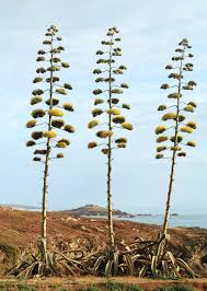 Agave americana - Wikipedia