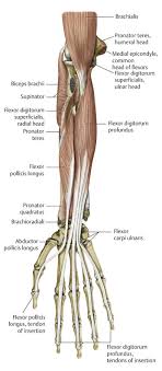 The carpals join with the two forearm bones, the radius and ulna, forming the wrist joint. Anatomy And Functional Anatomy Of The Hand Plastic Surgery Key