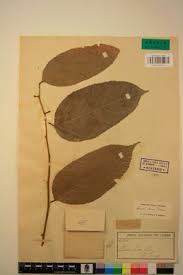 Image result for Panda oleosa