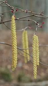 With so many varieties available for sale, you can find a lilly pilly plant to suit any landscaping situation. Alder Wikipedia