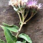 Image result for Vernonia brachycalyx