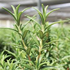 Image result for Rosmarinus officinalis