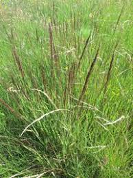 Image result for Arundinella