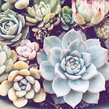 See more ideas about cactus, cactus and succulents, succulents. Pin By Bath Body Works On Gardening Practices Succulents Wallpaper Blooming Cactus Planting Succulents