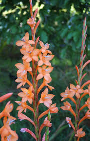 Image result for Watsonia