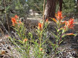 Image result for Sorghastrum fuscescens