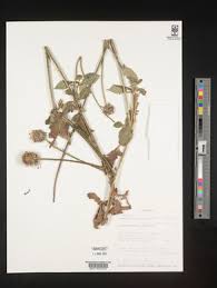 Image result for Dipsacus pinnatifidus