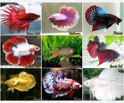 Kalau dijabarkan, ada total sekitar 73 spesies ikan di dalam genus ini (data dari wikipedia). Nama Jenis Jenis Ikan Cupang Dan Gambarnya Cilacap Klik