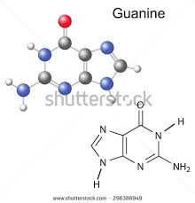 Chemical Structural Formula And Model Of Guanine Dna And Rna Nitrogen Base Isolated On White Background Vector Eps 8 Structural Formula Nitrogen Dna