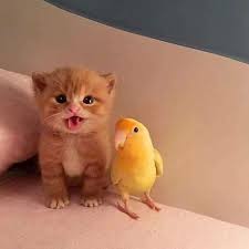 Jika melihat kucing secara langsung, bulunya memiliki banyak warna. 24 Kucing Ideas Kucing Haiwan Peliharaan Haiwan Lucu