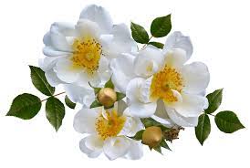 Jutaan file transparan dalam format hd png. Free Photo Rose White Romance Arrangement Flower Max Pixel