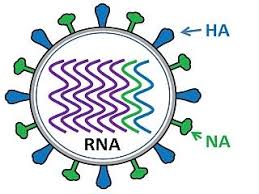 Image result for Influenza