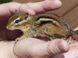 things you should consider before choosing chipmunks as pets