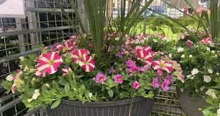 Maybe you would like to learn more about one of these? Costco Has New Flowers Veggies Ready For Planting Annuals Perennials More Hip2save