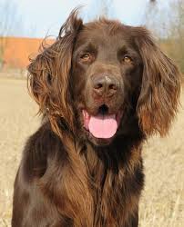 Image result for německý ohař dlouhosrstý