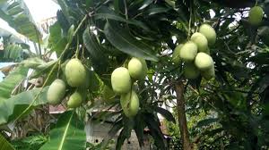 Berkembang biak adalah kemampuan yang dimiliki setiap mahluk hidup. Cara Menanam Mangga Supaya Berbuah Lebat Delikkalbar Com