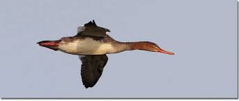 We did not find results for: Identification Of Red Breasted Merganser