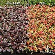 Image result for Alternanthera