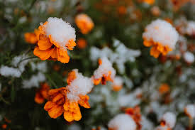 Water gently and regularly over the next week to keep the soil from drying out. When And How To Plant Marigold Seeds Gardener S Path
