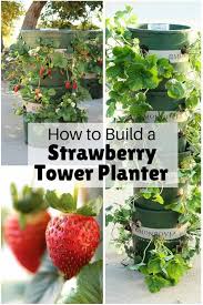 Free shipping on qualified orders. How To Build A Strawberry Tower Planter Strawberry Planters Diy Strawberry Tower Strawberry Plants