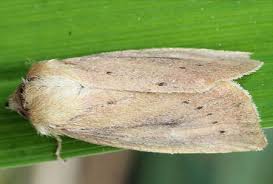 Image result for Globia algae