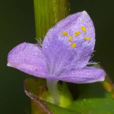 Image result for Cyanotis axillaris