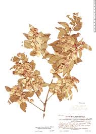 Image result for Cyclocarpa