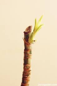 Propagating A Dracaena Is So Easy To Do Dracaena Plant Corn Plant Propagating Plants