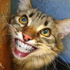 Smiling Cat Smiling Cat Cats Scary Cat