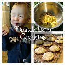Dandelion Cookies Recipe Dandelion Recipes Foraged Food Foraging Recipes