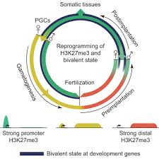 And whereas, on march 23, 2020 at 4:00 p.m. Resetting Epigenetic Memory By Reprogramming Of Histone Modifications In Mammals Sciencedirect