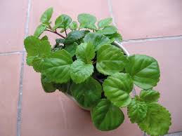 Image result for Plectranthus verticillatus