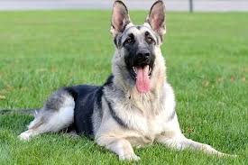 Their coat also comes in a variety of other colors including: The Unusual Silver German Shepherd What Should You Know About Anything German Shepherd