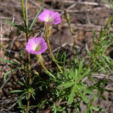 Image result for Ipomoea lapathifolia