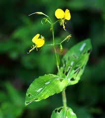 Image result for Aneilema umbrosum