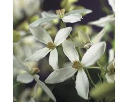 We did not find results for: Waldrebe Immergrun Clematis Armandii Co 2 3l Bei Hornbach Kaufen