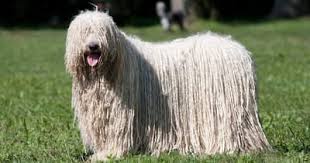 Some need firm training, but they are fiercely loyal. Long Haired Dog Breeds