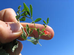 Image result for Indigofera hochstetteri