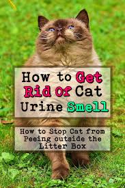 Check spelling or type a new query. How To Get Rid Of Cat Urine Odor In House Arxiusarquitectura