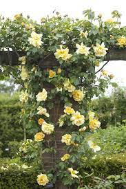 Yellow Climbing Rose Seen At David Austin Rose Gardens England David Austin Roses Yellow Climbing Rose Climbing Roses