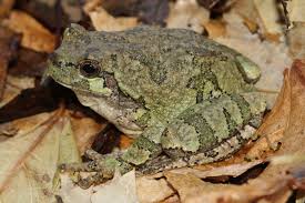 Image result for Cryptolepis hypoglauca